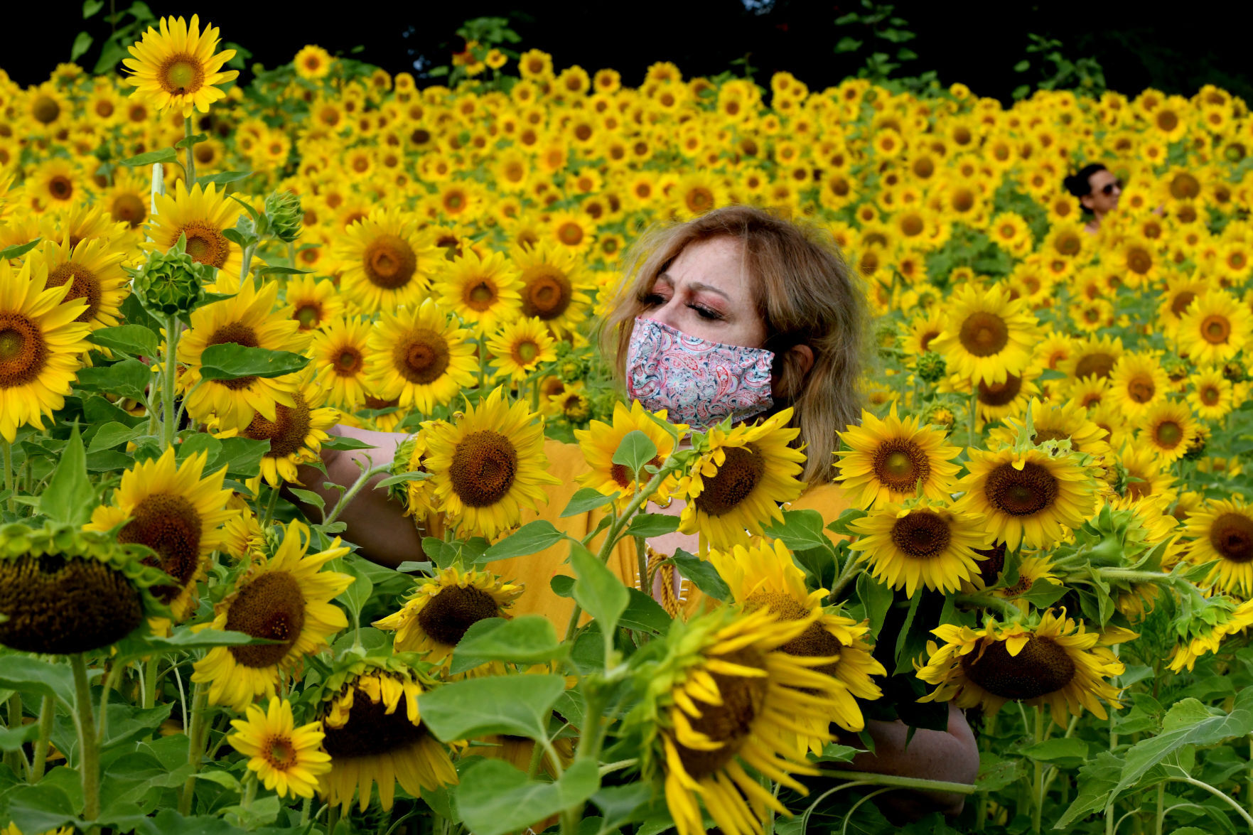Sunflower4